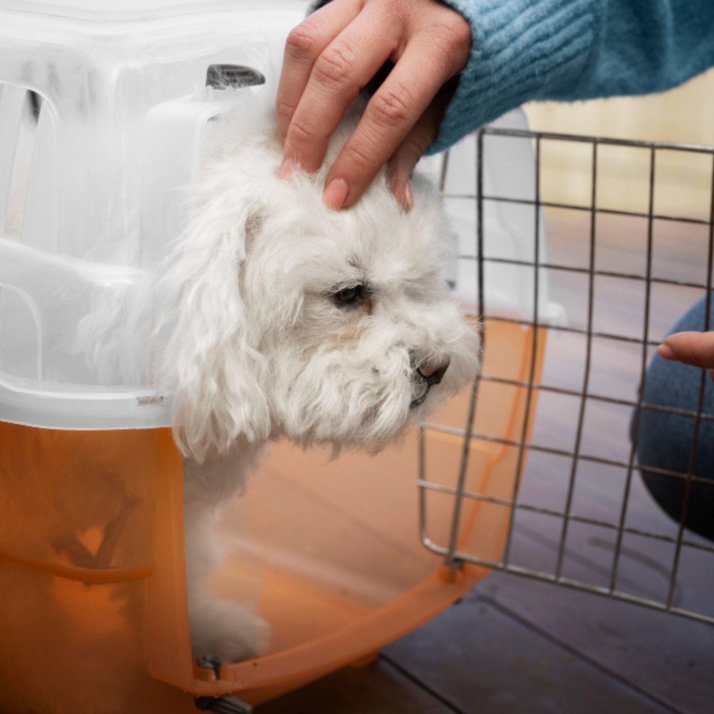 Viagem com pets no São João: confira dicas para segurança e bem-estar